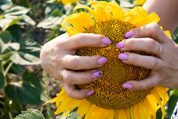 A girl's hands on a sunflower.High quality photo