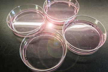 Cell Culture or Tissue culture