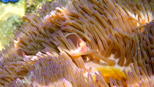 Pink skunk clownfish among pink anemone patch in sea tropical water