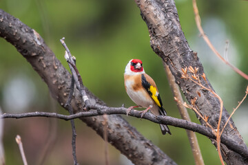 The European goldfinch or simply the goldfinch, Carduelis carduelis, sits on a branch in spring on green background. The European goldfinch in wildlife.