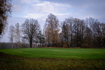 green winter wheat field in autumn	with forest ahead