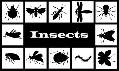 Collage. Black insects on a white background. 
