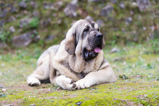 Spanish mastiff purebred dog with cub color coat standing on the grass