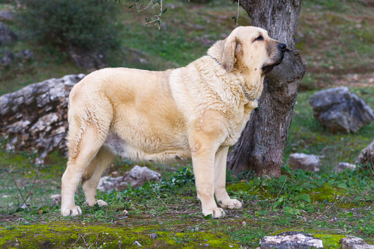 Spanish mastiff purebred dog with yellow coat standing on the grass