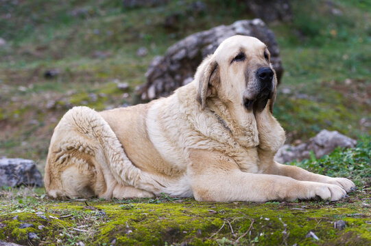Spanish mastiff purebred dog with cub color coat lying down on the grass