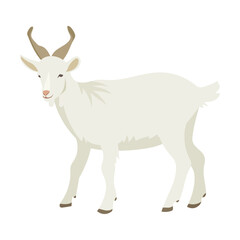 Fluffy horned goat. Cartoon domestic animals vector illustration. Farm animal goat isolated on white background. Domestic animals, pets, farming, concept
