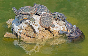 turtles basking and swimming in the sun