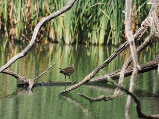 Junges Teichhuhn auf Ast im Teich