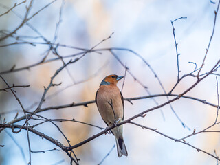 Common chaffinch, Fringilla coelebs, sits on a tree. Common chaffinch in wildlife.