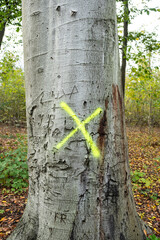 Mit einem X markierter Baum in einem Park in Düsseldorf