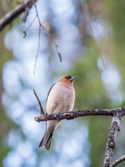 Common chaffinch, Fringilla coelebs, sits on a tree. Common chaffinch in wildlife.