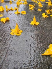 fallen yellow flowers on wet road after rain