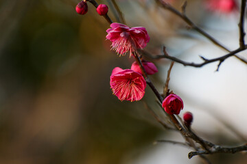 真っ赤な梅の花