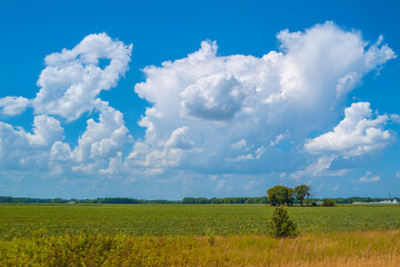 American Heartland agricultural field landscape and blue sky with dramatic clouds - obrazy, fototapety, plakaty
