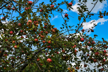 Ripe red apples on a tree .