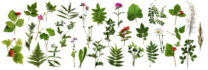  botanical set. Herbarium of various plants on a transparent background. Freshly cut plants. Forest flowers, herbs, berries.