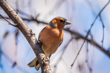 Common chaffinch, Fringilla coelebs, sits on a tree. Common chaffinch in wildlife.