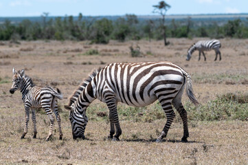 Naklejka na ściany i meble zebras in the savannah
