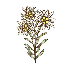 edelweiss flower icon vector alpine icon flat web sign symbol logo label - 544951892