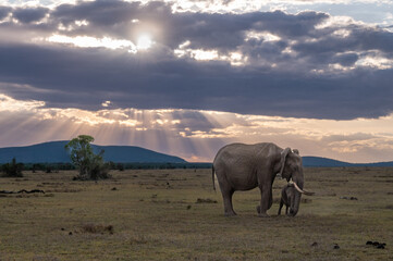 elephants in savannah sunset