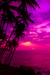 Vivid pink sunset on tropical beach with coconut palm trees silhouettes