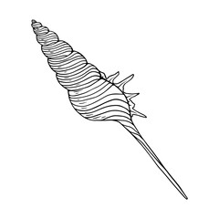 Seashell sketch. Clamshell. Vector graphics.