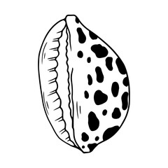Seashell sketch. Clamshell. Vector graphics.