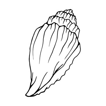 recommend clip art: Seashell sketch. Clamshell. Vector graphics.