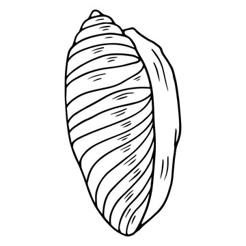 recommend clip art: Seashell sketch. Clamshell. Vector graphics.