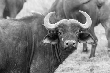 black and white cape buffalo