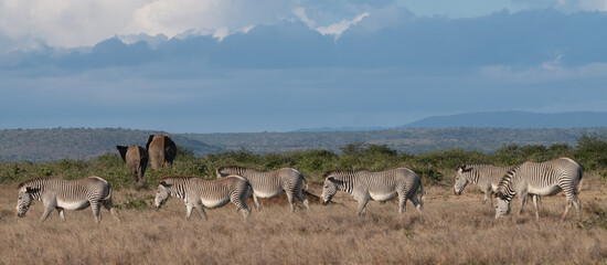 Fototapeta na wymiar zebra and elephant on savannah
