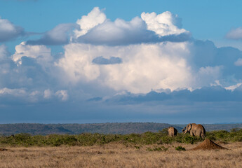 elephants on the savananah