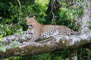 Fototapeta na wymiar leopard resting on the tree