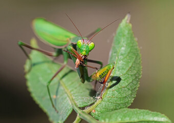 Macro photography of a praying mantis (Mantis religiosa) eating a grasshopper. Predator wild green mantis holding a bug prey in natural environment. Example of predation in ecology.