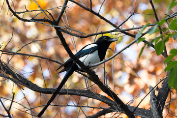 Eurasian magpie ( pica pica )