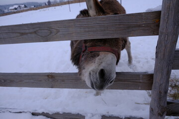 Donkey on the farm. Farming. A black and gray mule are grazing in a paddock outdoors. Pets, animals...