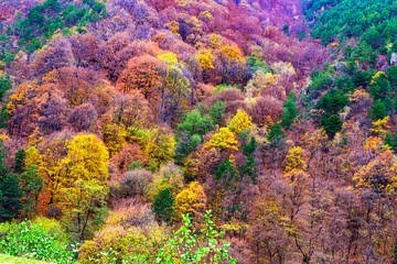 Naklejka na ściany i meble Beautiful autumnal landscape in the forest