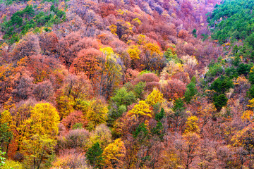 Fototapeta na wymiar Beautiful autumnal landscape in the forest