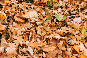 Leaves on the ground in autumn with green leaves peeking out. 