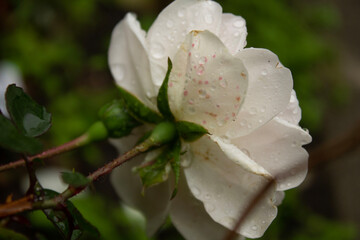 Obraz premium white rose with pink dots in raindrops