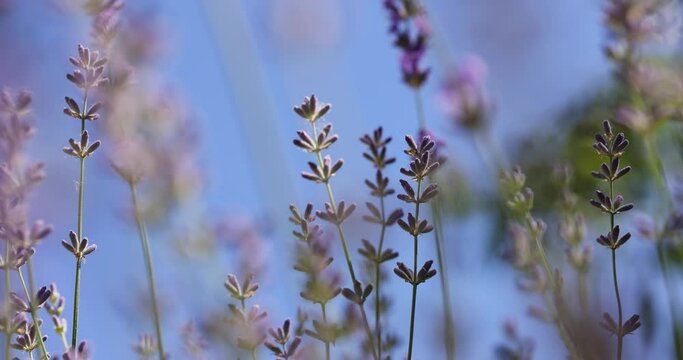 Selective focus on lavender flower in flower garden. Lavender flowers lit by sunlight. Close up, shallow depth of the field.