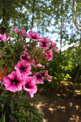 Fototapeta premium Surfinia red-pink color Vein petunia flowers in bloom blurred background