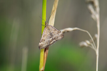 An einem Grashalm sitzt ein Wegerich Zünsler (Pyrausta despicata).