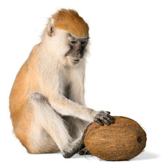 Monkey Sitting With Coconut - Isolated