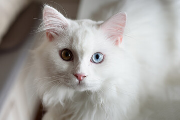 White cat with two different eye colors