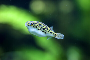 Ein kleiner Süßwasser Kugelfisch im Aquarium.
