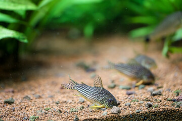 Corydoras sterbai (Sterbas Panzerwels) in einem Aquarium. Sie suchen am Bodengrund nach Fressbarem.