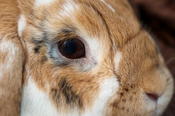 Ein Portrait, oder Nahaufnahme eines Zwergkaninchens.
