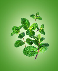 Fresh mint leaves in the air close-up on a green background