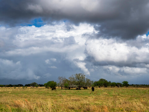 Cows Preparing For Bad Weather